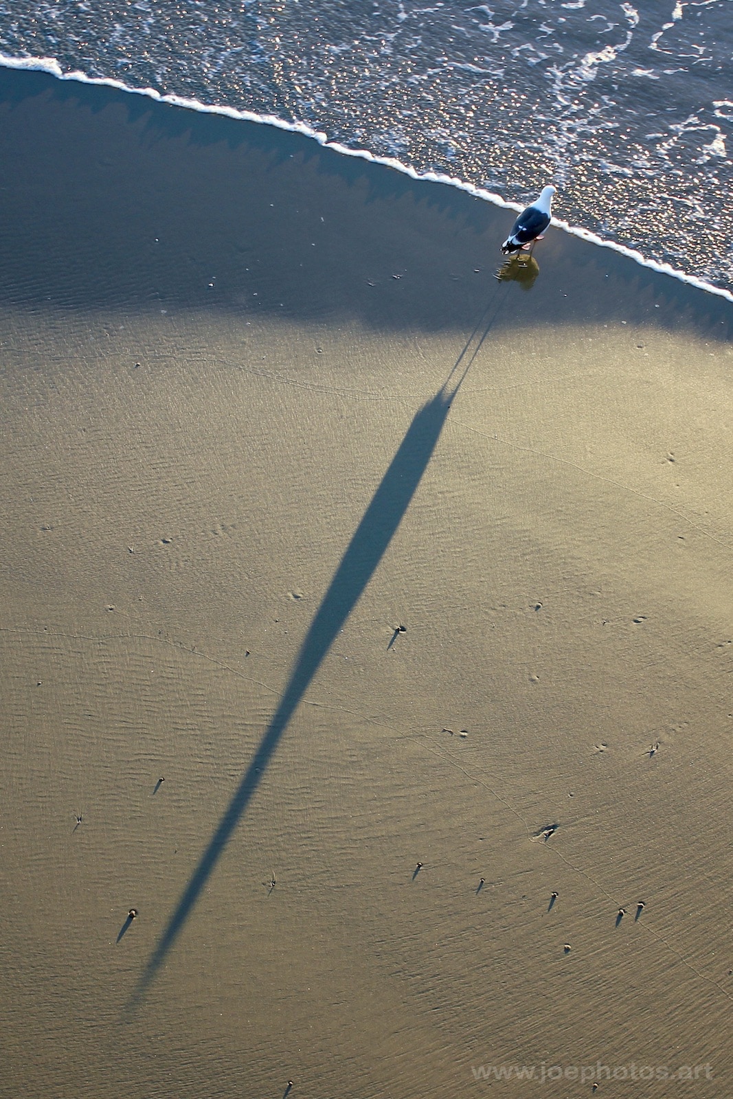Sea gull with long shadow.
