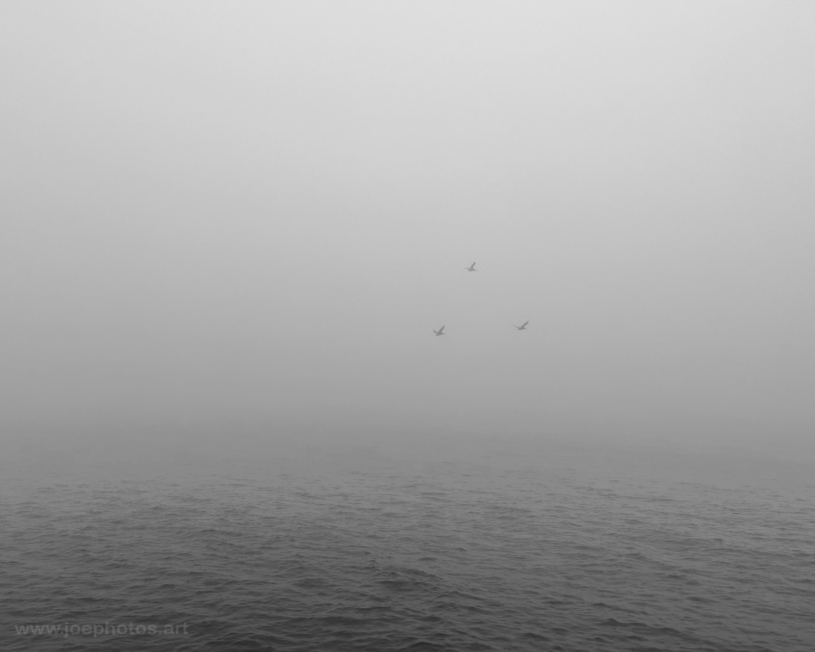 Monochrome hazy birds over ocean.