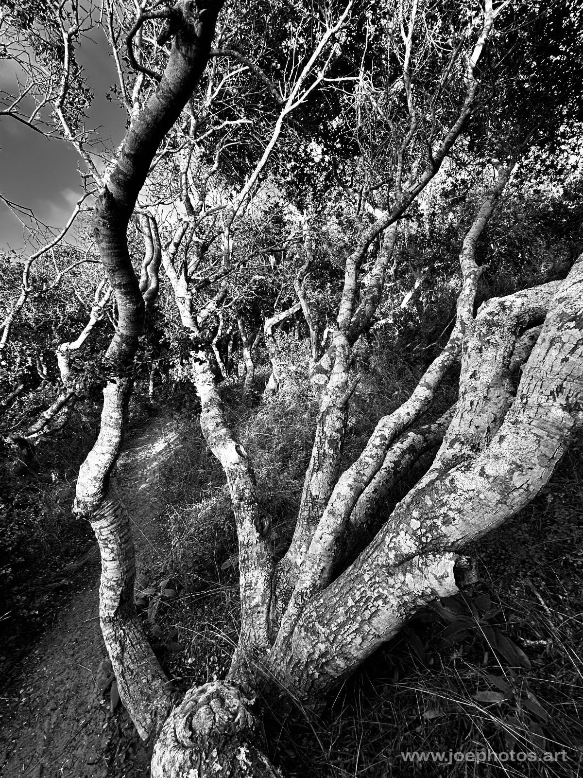 Monochrome twisted tree.