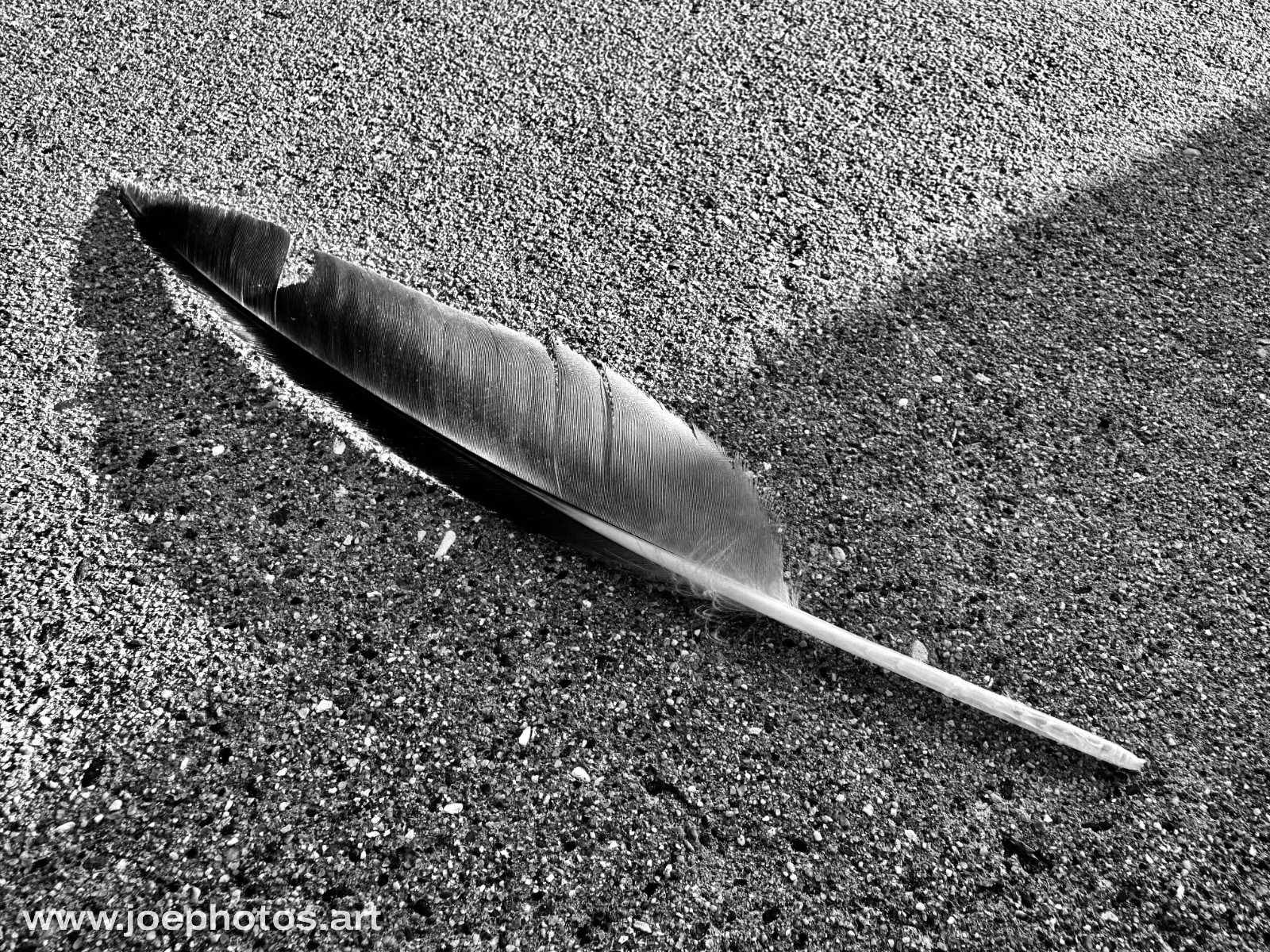 Monochrome beach feather cross shadow.