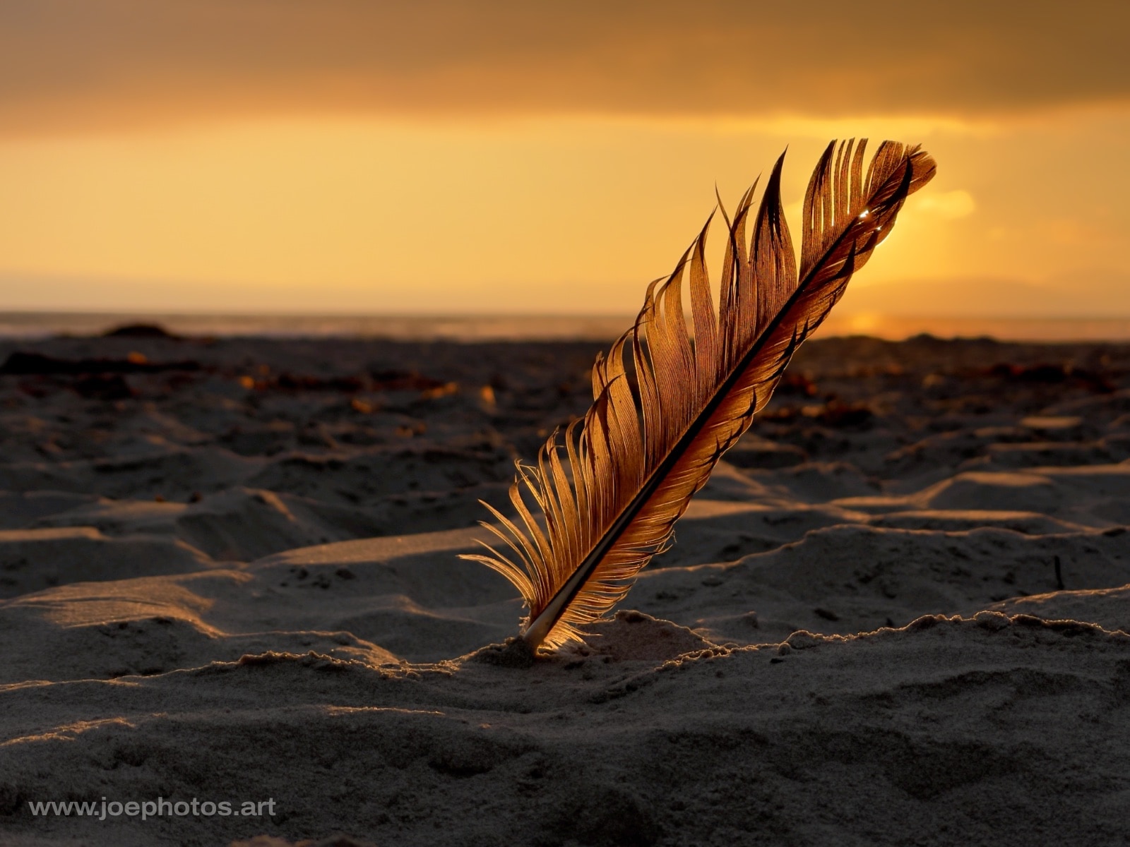 Translucent feather at beach sunset.