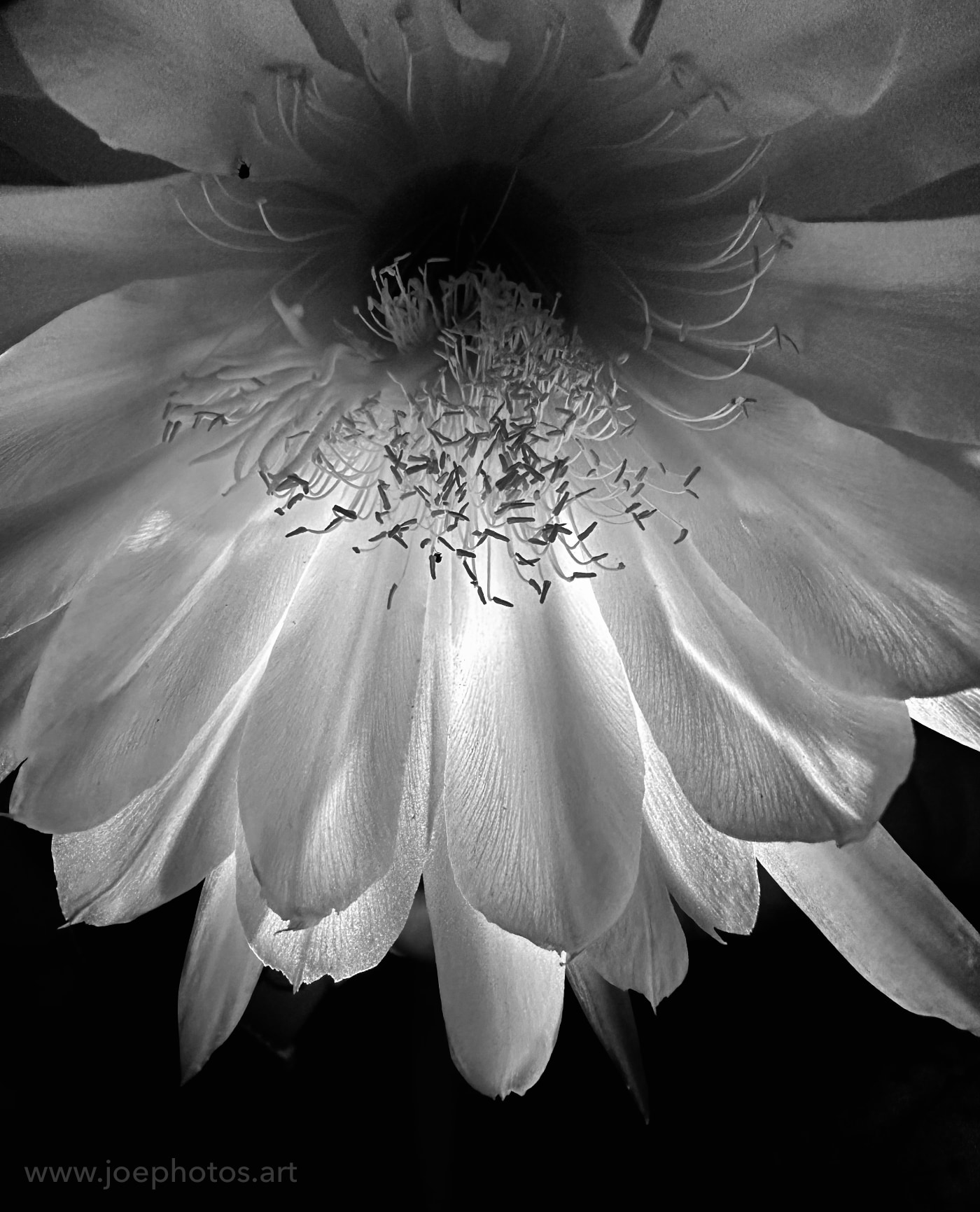 Monochrome backlit flower bloom.