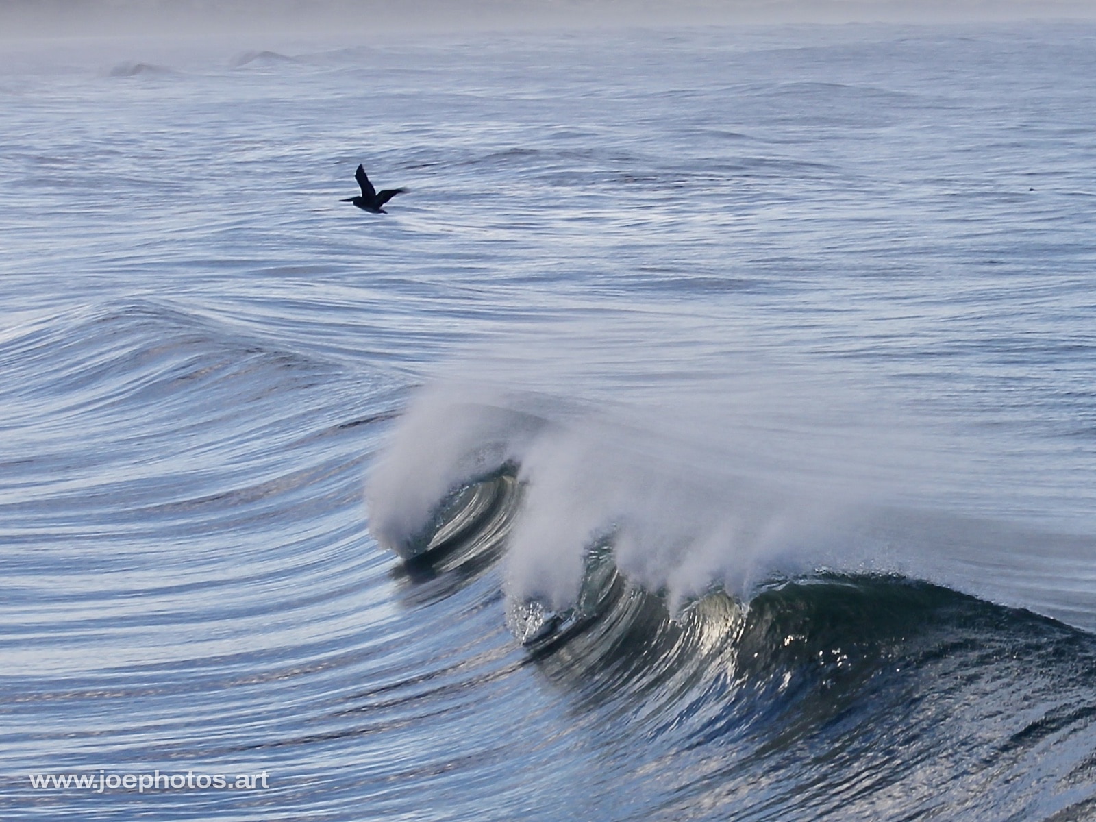 Ocean waves at sunrise with pelican.
