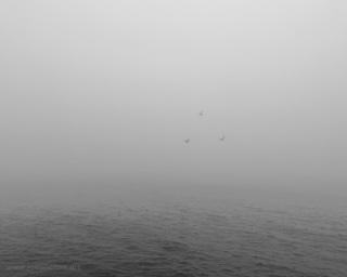 monochrome hazy birds over ocean