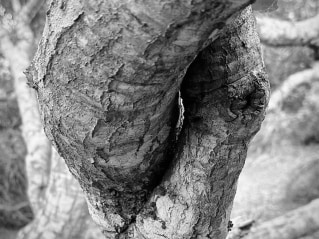 monochrome twisted tree