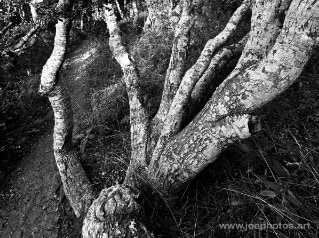 monochrome twisted tree