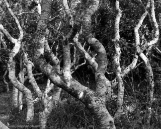 monochrome twisted tree