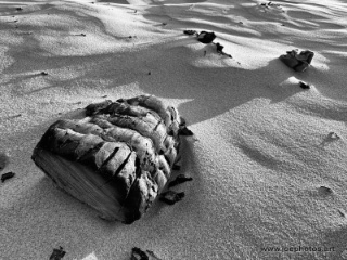 monochrome charred beach firewood