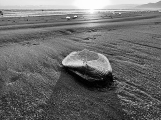 monochrome translucent beach jellyfish