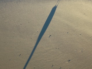 sea gull with long shadow