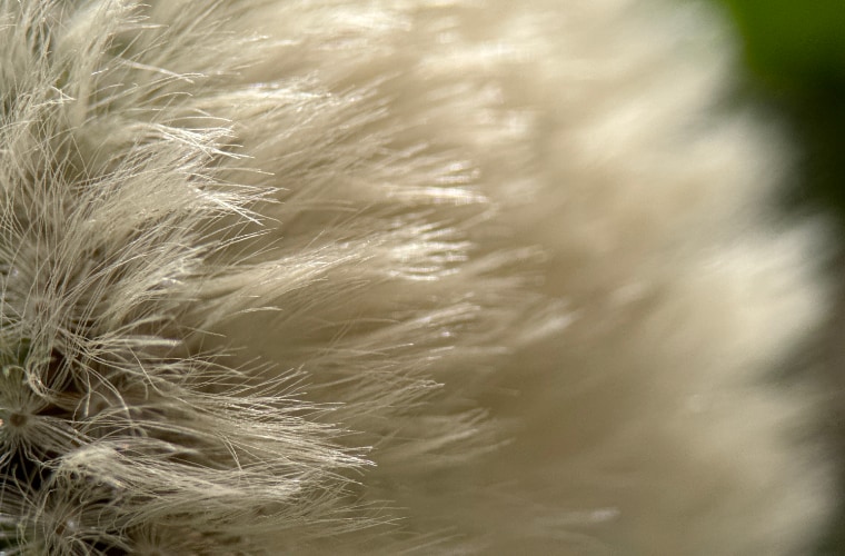 Details & Macro